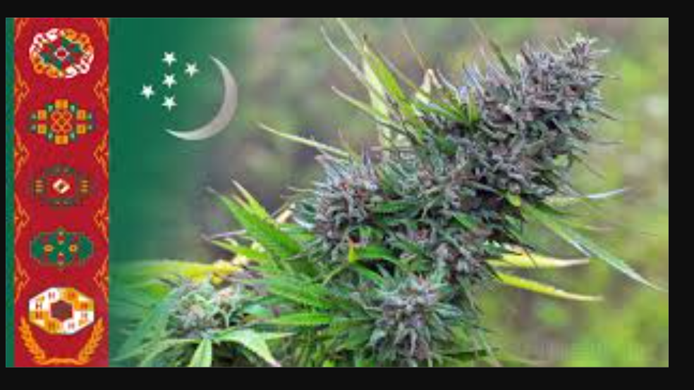 بررسی رویکرد بی‌طرفی و سیاست‌گذاری مواد مخدر در ترکمنستان