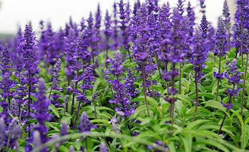 salvia