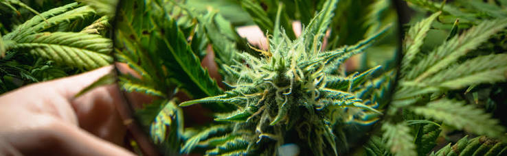 THC موجود در کانابیس