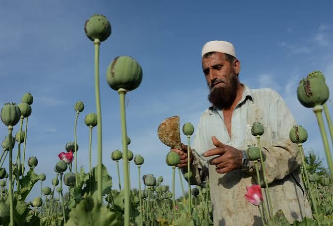 معمای مخدری افغانستان برای غرب