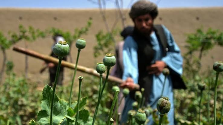 نیروهای طالبان در حال نابودی مزارع خشخاش