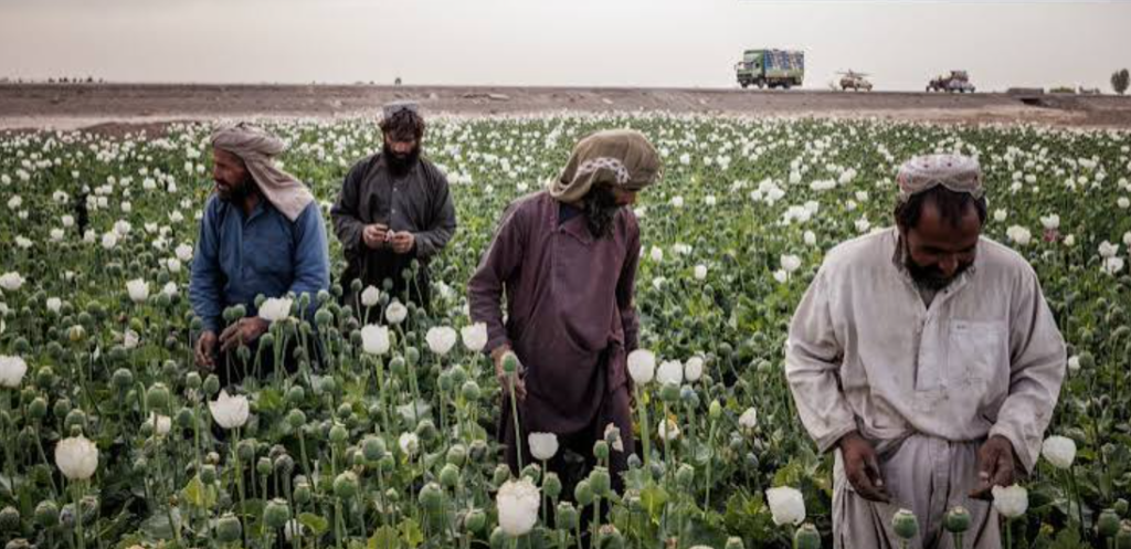 سیاست منع کشت خشخاش طالبان