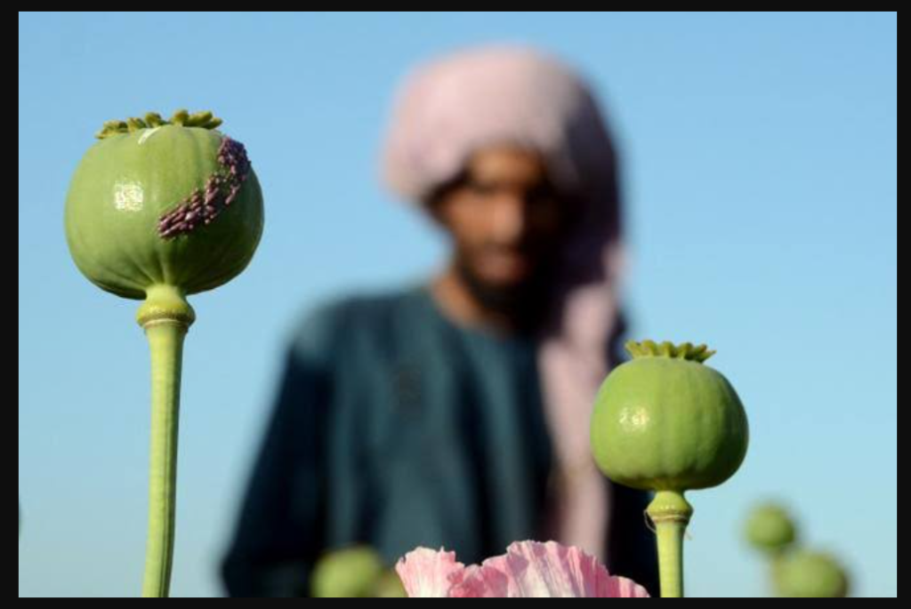 قیمت تریاک افغانستان