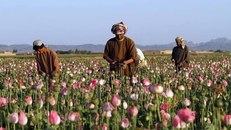 کاهش سطح کشت و افزایش بهای تریاک افغانستان در سال 2021