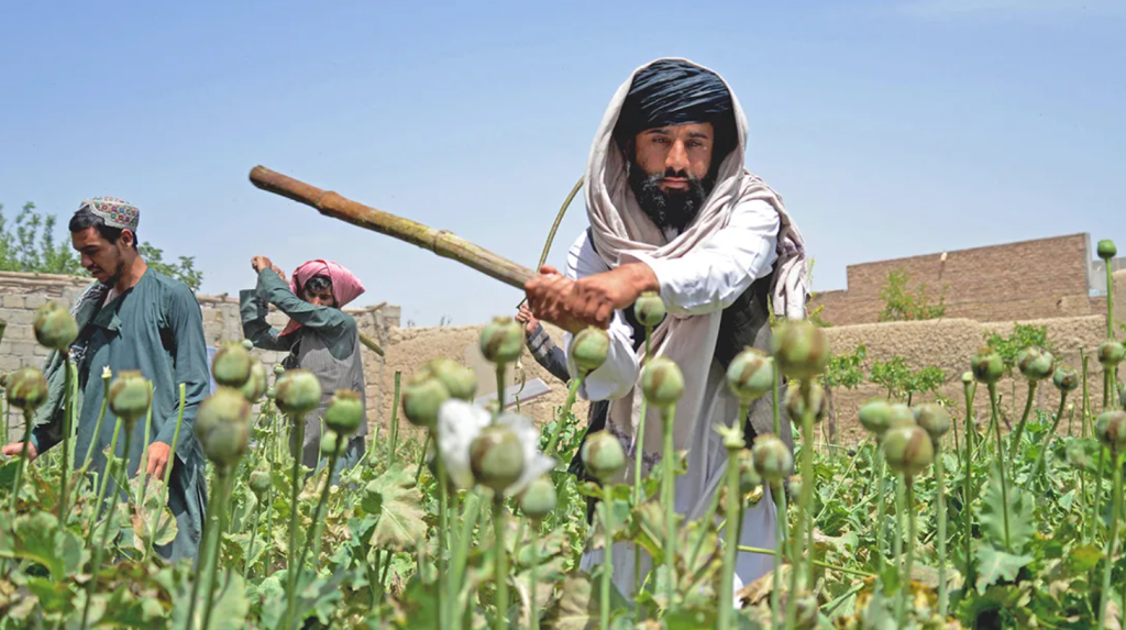 سیاست جنگ با مواد در افغانستان