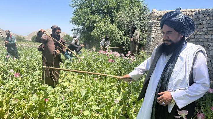 Talibans drug policy