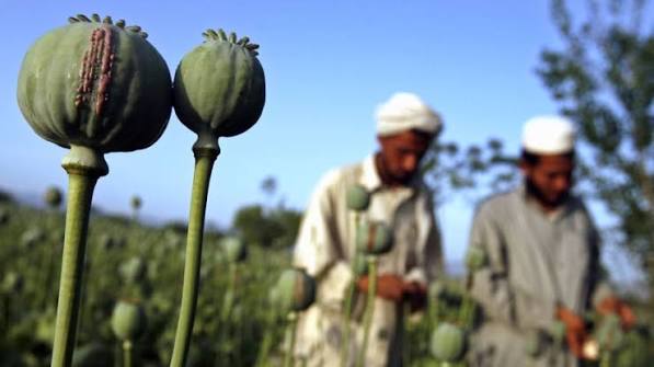 تغییر روش تولید مواد مخدر طالبان