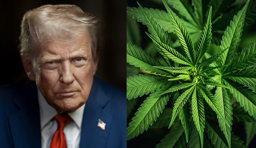Trump's motivation for changing US policy on marijuana